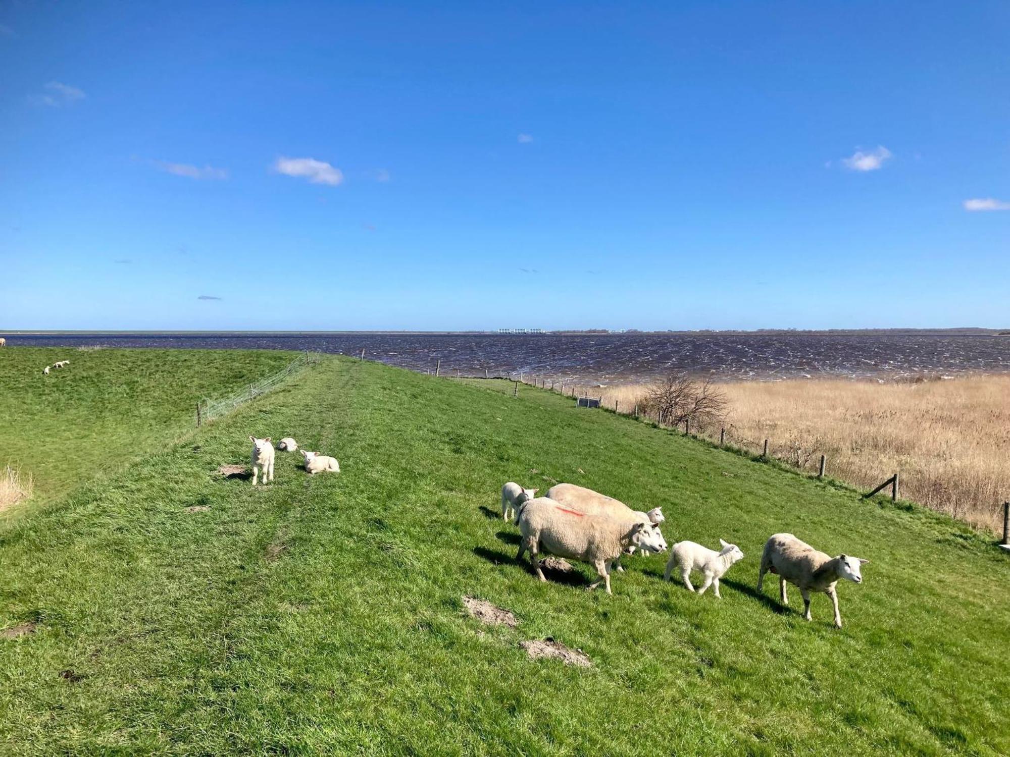 Tolles 2 Pers Haus Koenig Mit Hafenblick Am Lauwersmeer Villa Anjum Eksteriør billede